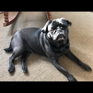 Meet your Posher, Theresa